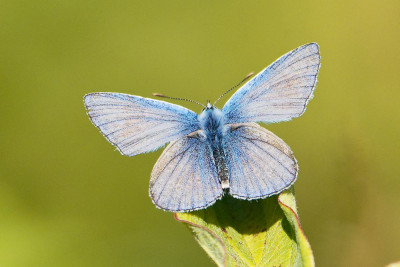 Icarus-blauwtje<br>Common blue