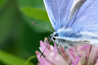 IcarusblauwtjeCommon blue