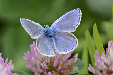 IcarusblauwtjeCommon blue