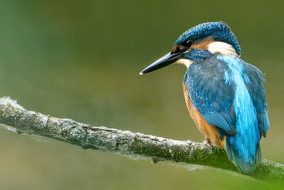 IJsvogel<br>Kingfisher