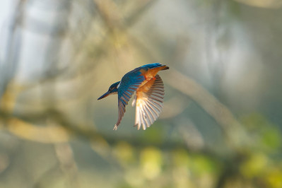 IJsvogel /vKingfisher /f