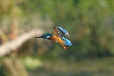 IJsvogel /vKingfisher /f