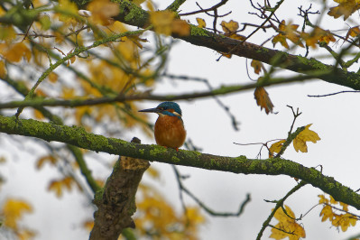 IJsvogel /m