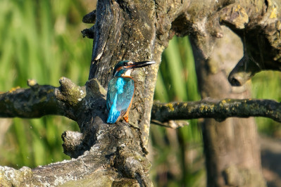 IJsvogel /mKingfisher /m