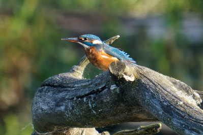 IJsvogel /vKingfisher /f