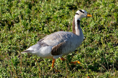 Indische GansBar-headed Goose