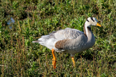 Indische GansBar-headed Goose