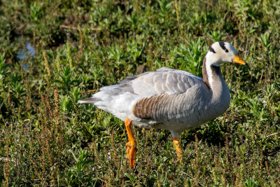 Indische Gans<br>Bar-headed Goose