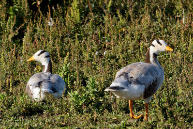 Indische GansBar-headed Goose