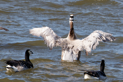 Indische GansBar-headed Goose