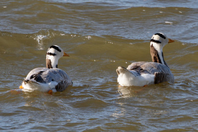 Indische GansBar-headed Goose