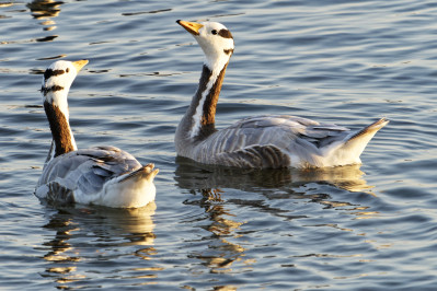 Indische GansBar-headed Goose