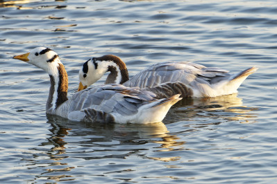 Indische GansBar-headed Goose