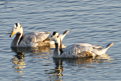 Indische GansBar-headed Goose