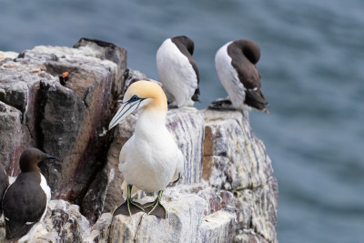 Jan van Gent<br>Gannet