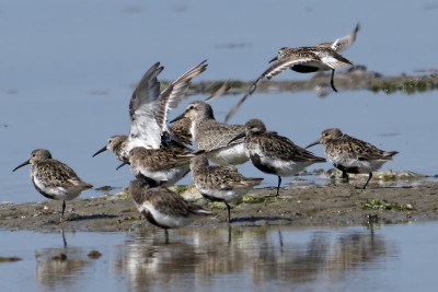 Kanoet<br>Red Knot