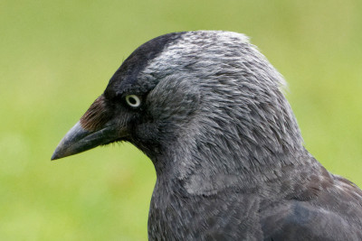 Kauw<br>Western Jackdaw