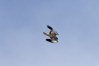 Kiekendief<br>Hen Harrier