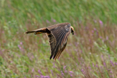 Bruine Kiekendief /vWestern Marsh Harrier /v