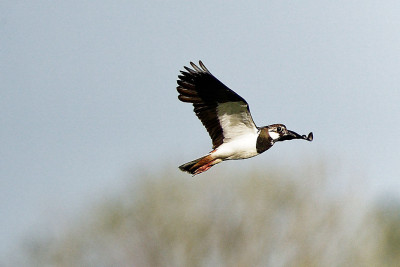 Kievit<br>Northern Lapwing