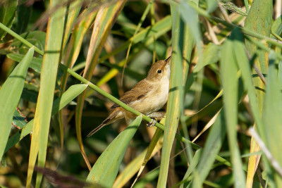 Kleine Karekiet<br>Reed Warbler