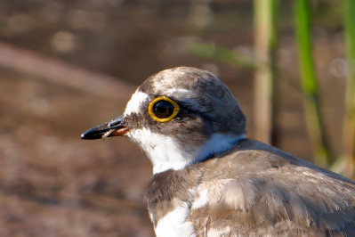 Kleine PlevierLittle Ringed Plover