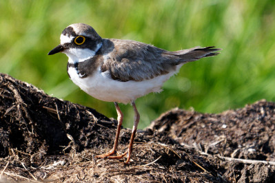 Kleine PlevierLittle Ringed Plover