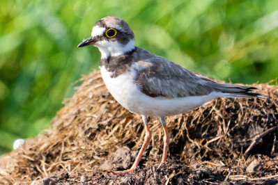 Kleine PlevierLittle Ringed Plover