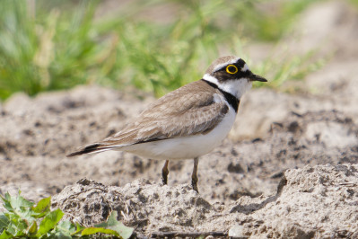 Kleine PlevierLittle Ringed Plover