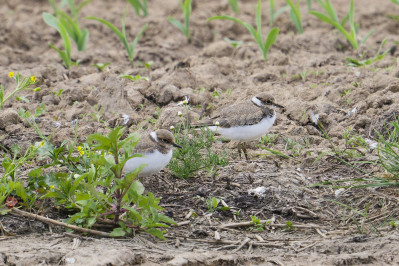 Kleine Plevier /juvLittle Ringed Plover /juv