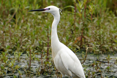 Kleine Zilverreiger