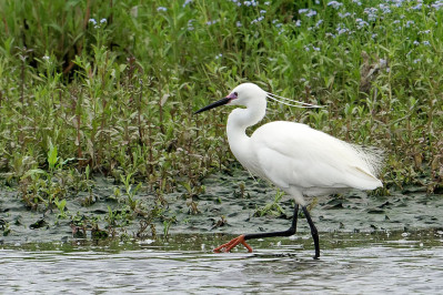 Kleine ZilverreigerLittle Egret