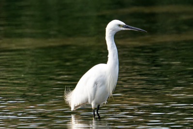 Kleine ZilverreigerLittle Egret