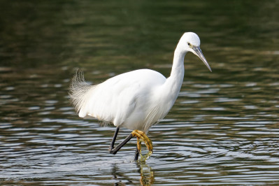 Kleine ZilverreigerLittle Egret