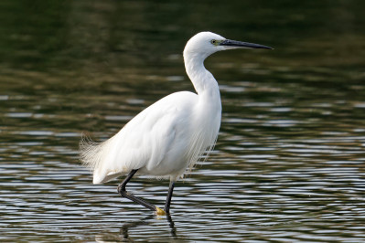 Kleine ZilverreigerLittle Egret