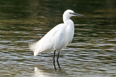 Kleine ZilverreigerLittle Egret