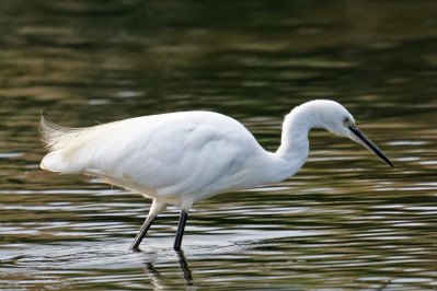 Kleine ZilverreigerLittle Egret