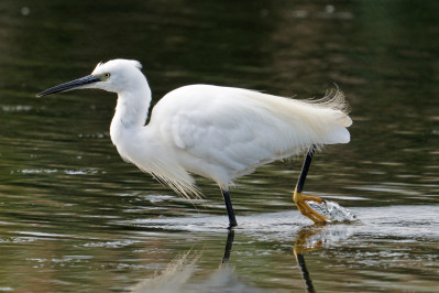 Kleine ZilverreigerLittle Egret