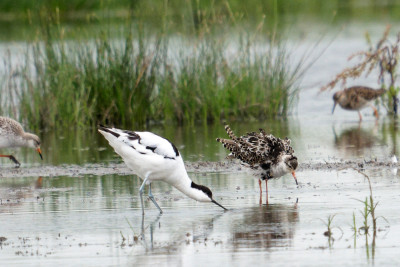 Kluut<br>Pied Avocet