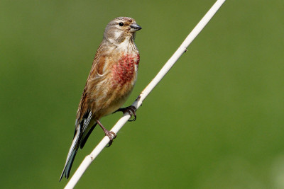 Kneu<br>Common Linnet