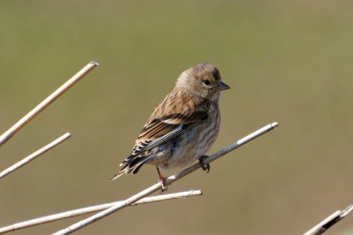 Kneu /juvCommon Linnet /juv