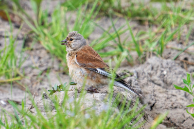 Kneu /juvCommon Linnet /juv