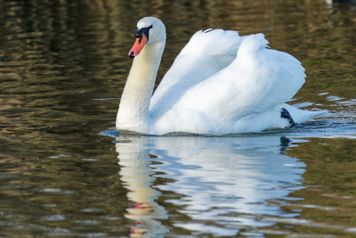 Knobbelzwaan<br>Mute Swan