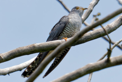 Koekoek<br>Cuckoo