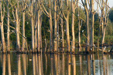 Koereiger