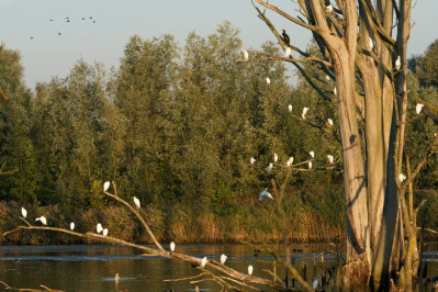 Koereigers