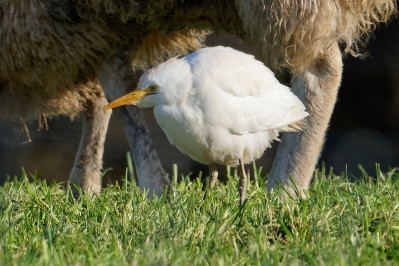 Koereiger