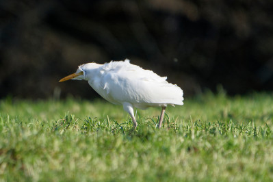 Koereiger