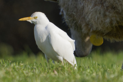 Koereiger