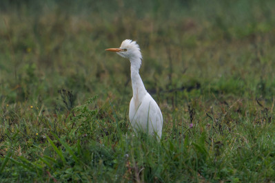 Koereiger